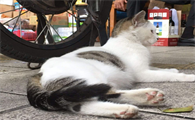 猫死了两天又活了