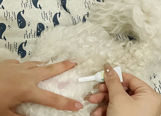 晚上可以给狗狗体外驱虫吗