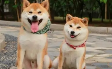 秋田犬和柴犬的区别哪个好?大家一定很纠结吧。 秋田犬和柴犬的区别哪个好?大家一定很纠结吧。