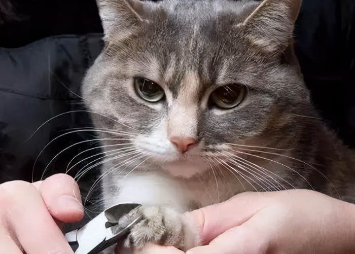 猫咪的指甲怎么剪
