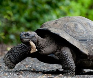 一文详解:非洲棱背泥龟的寿命?