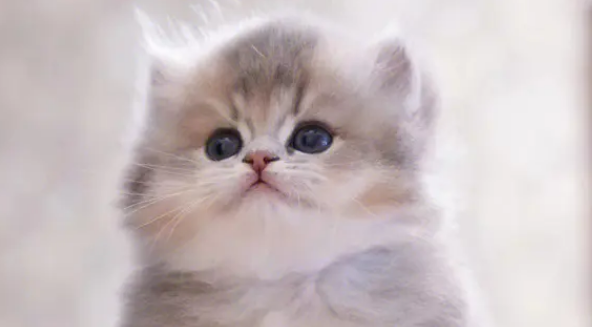 怎么看猫是公猫还是母猫？小编来为大家讲解一下。