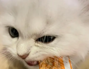 猫为啥爱吃猫条