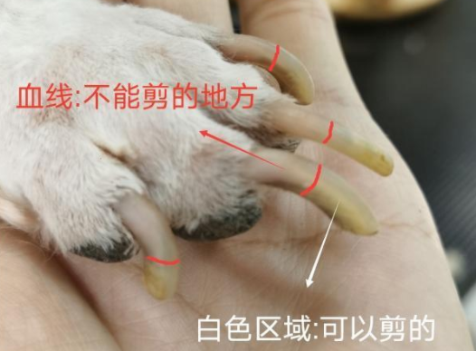 如何帮狗狗剪去指甲