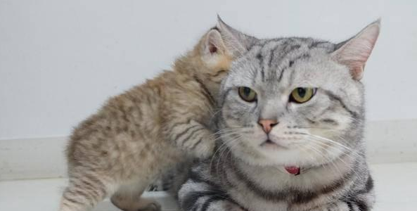 小奶猫想上厕所,不料猫砂被同伴占了 小奶猫想上厕所,不料猫砂被同伴占了