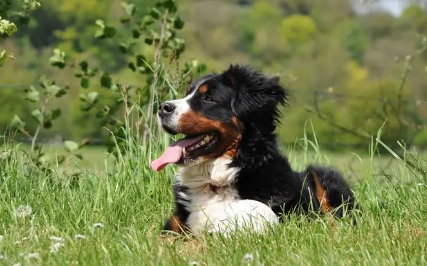 伯恩山犬饲养方法是?主人来看看吧 伯恩山犬饲养方法是?主人来看看吧