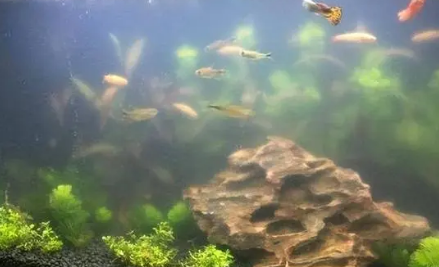 如何解决鱼缸水浑浊的问题