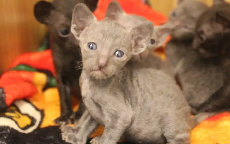柯尼斯卷毛猫怎么养？这些常识要知道
