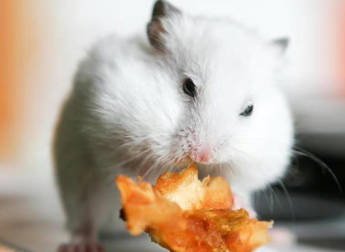 仓鼠喜欢吃什么粮食