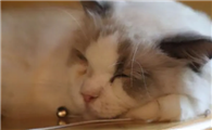 猫和人的缘分是注定的