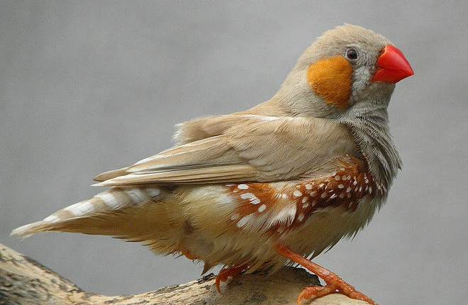 斑胸草雀可单只饲养,你还不知道吗?