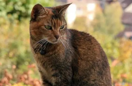 哈瓦那猫性格如何？铲屎官来看看吧