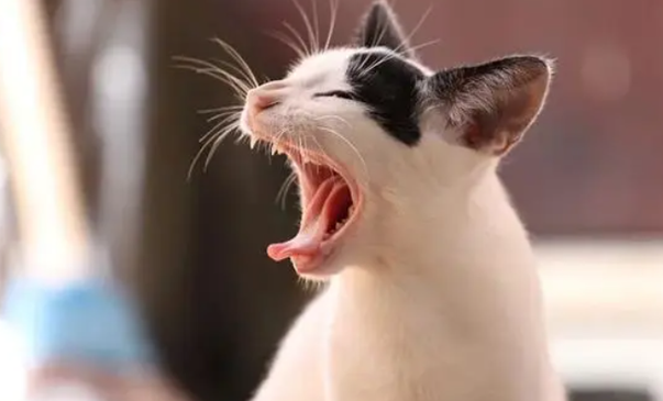 猫咪有些咳嗽需要用药么?