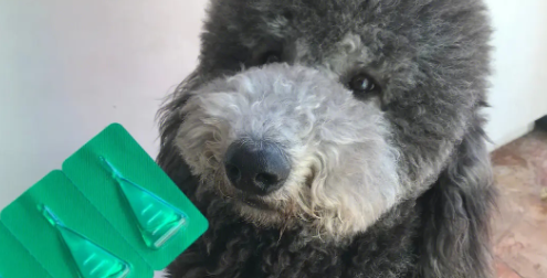 母狗怀孕可以体外驱虫药吗