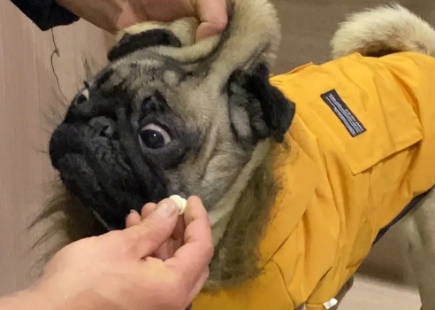 狗狗体内打虫药哪种好