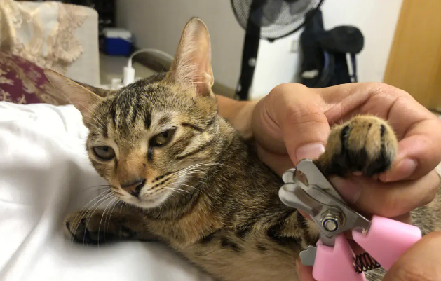猫咪能剪指甲吗