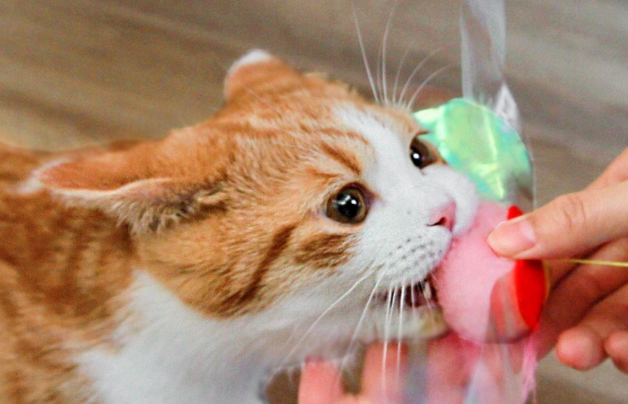 想知道猫毛吸入人体怎么清理吗?速来了解一波 想知道猫毛吸入人体怎么清理吗?速来了解一波