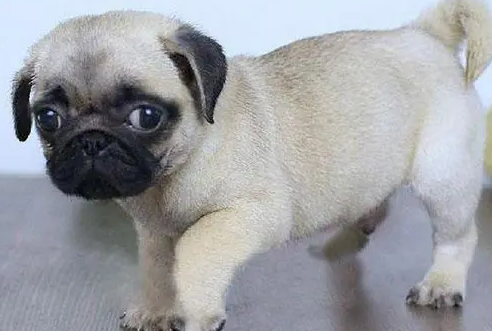 巴哥犬皮肤病用什么药？速速来get