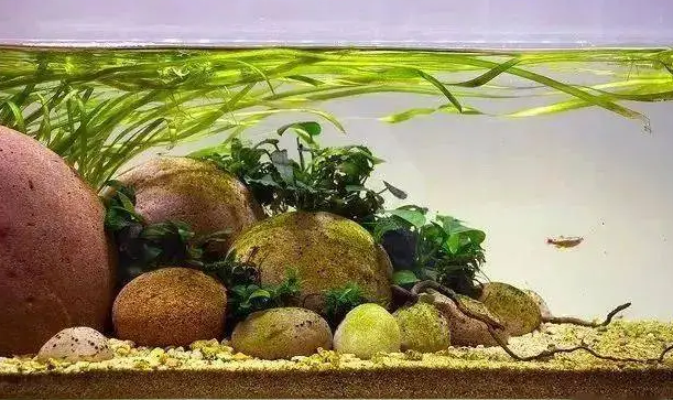 溪流缸用什么水草 溪流缸用什么水草