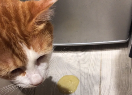 猫吐黄水拉稀怎么回事？可能是这4个原因