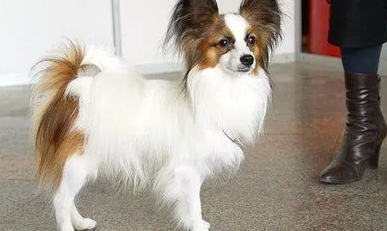 蝴蝶犬为什么喜欢咬主人？这篇文章告诉你答案