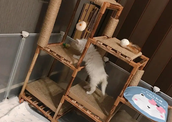 一只猫需要买猫爬架吗 一只猫需要买猫爬架吗