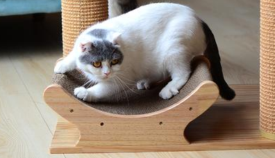 猫为什么不抓猫抓板 猫为什么不抓猫抓板