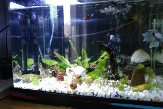 怎样在鱼缸里养水草 怎样在鱼缸里养水草