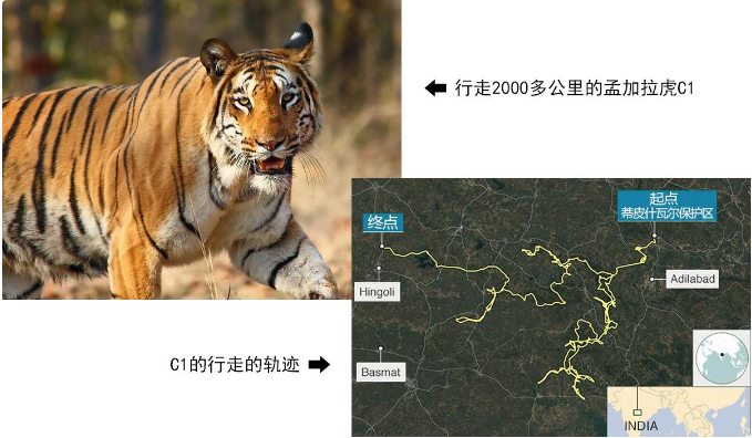 辽宁抚顺出现3个“神秘爪印”，是虎是豹？或是什么动物留下？