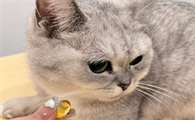 猫咪鱼油怎么喂