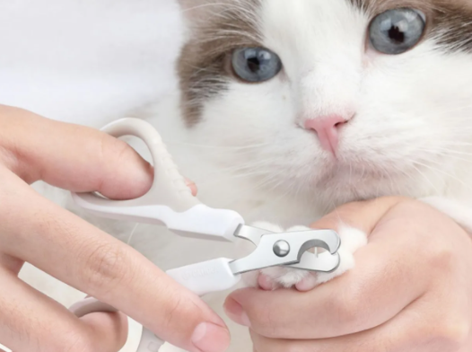 猫咪指甲应该怎么剪