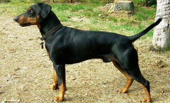 黑褐猎浣熊犬怎么治疗耳螨？小编给大家讲讲。