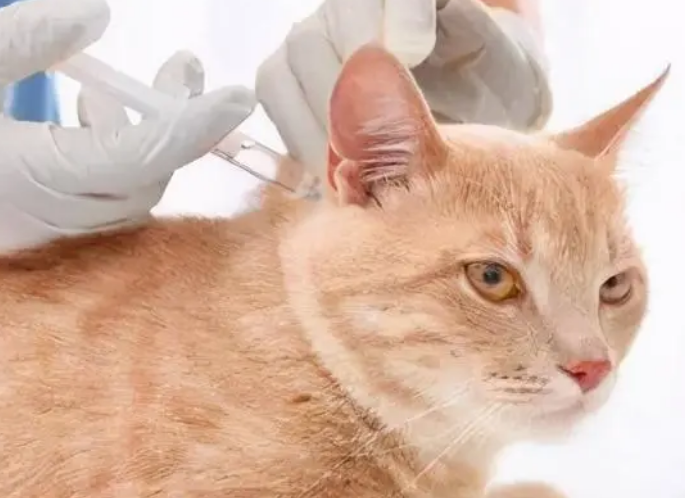 猫咪驱虫有哪些
