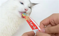 便宜的猫条可以买吗