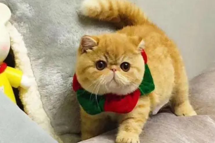 加菲猫纯种幼猫多少钱一只