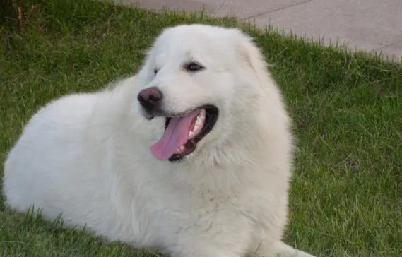 好奇,大白熊犬犬瘟热怎么办? 好奇,大白熊犬犬瘟热怎么办?
