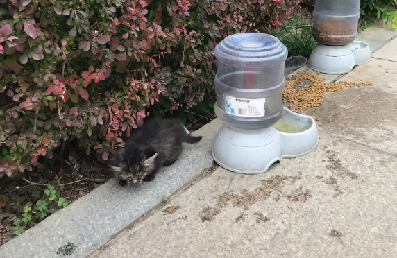 流浪猫藏家里8年，救助者只见过一眼，再见时已成功逆袭！