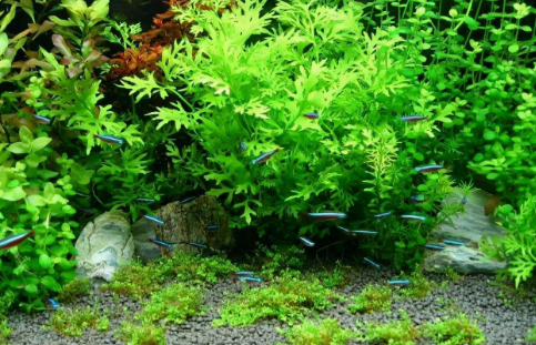 鱼缸水草的种类 鱼缸水草的种类