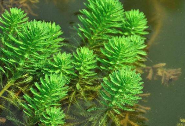鱼缸里面种水草好不好