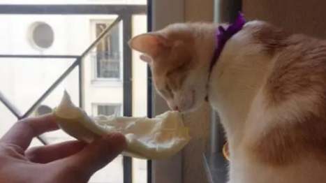 一文带你了解，猫能不能吃柚子？
