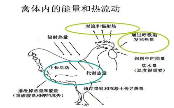 兽用双黄连口服液,你用对了吗? 兽用双黄连口服液,你用对了吗?