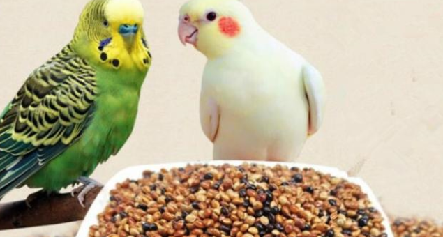 鹦鹉鸟吃什么饲料最好