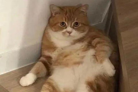 男子深夜入室偷猫，被前任抓个正着，情侣分手后抚养权该归谁？
