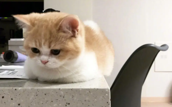 猫耳朵边缘结痂是怎么回事?这篇文章有答案! 猫耳朵边缘结痂是怎么回事?这篇文章有答案!