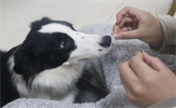 可以直接杀死狗狗寄生虫的体内驱虫