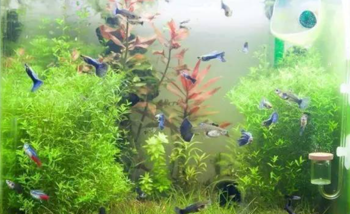 草缸能养什么鱼