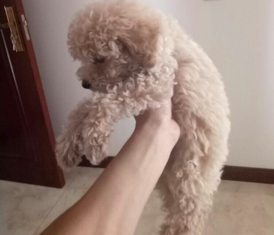泰迪变色过程，快来了解一下