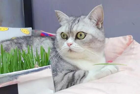 猫草需要种吗 猫草需要种吗
