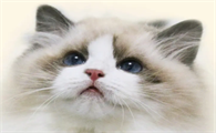 猫为什么叫夜猫子？看这篇文章