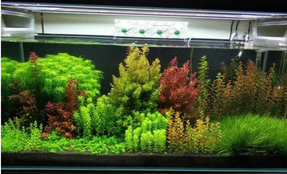 鱼缸水草怎么买